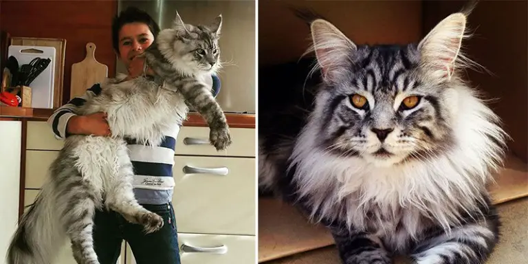 These 21 Images will Show You the Remarkable Size of Maine Coon Cats