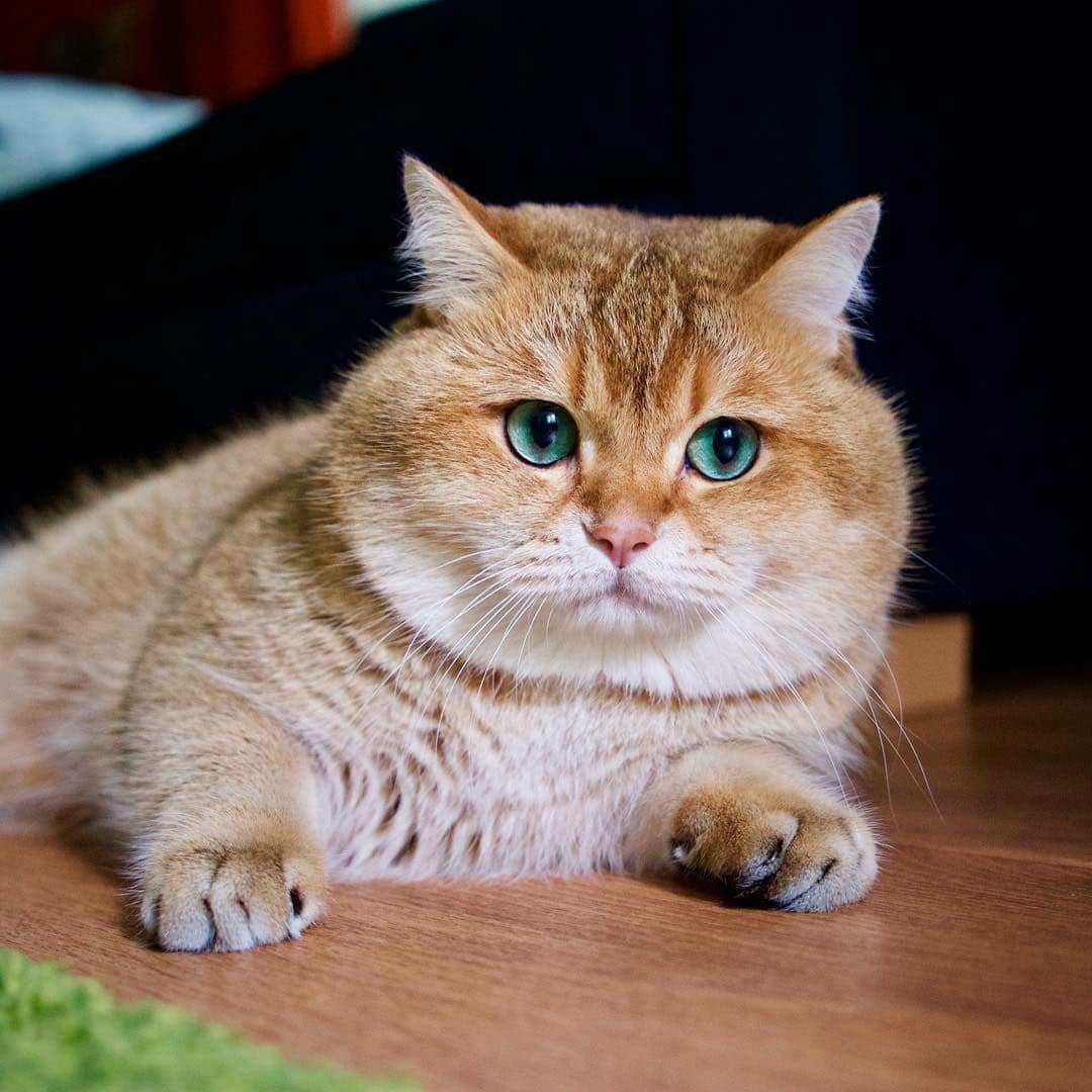 Hosico the Cat is One of the Most Beautiful Cats You'll Ever See